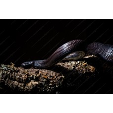 Serpiente rey mexicana negra - Lampropeltis getula nigritus